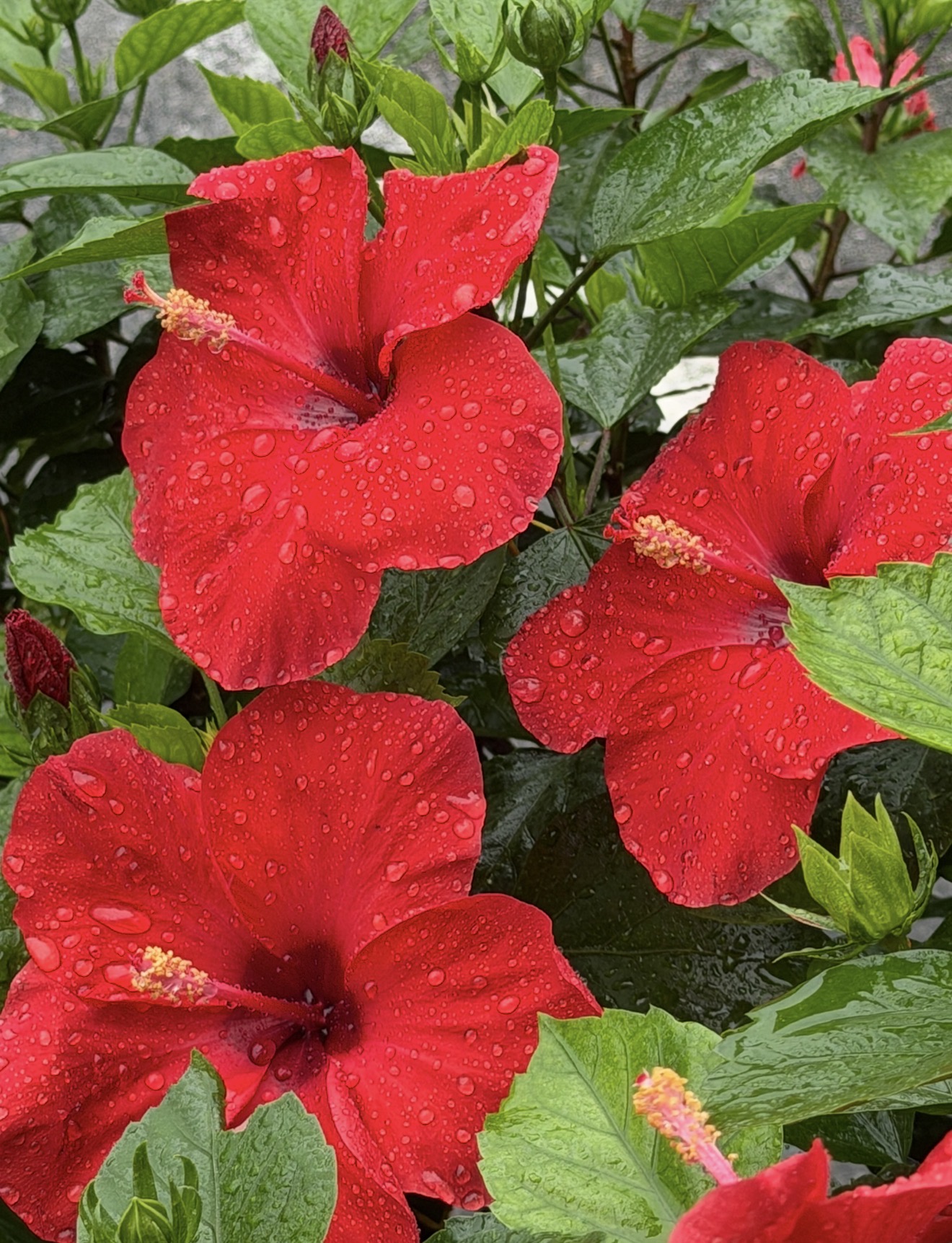 Hibiscus 🌺